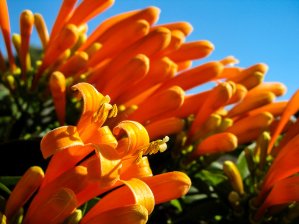 火焰藤开花图片下载