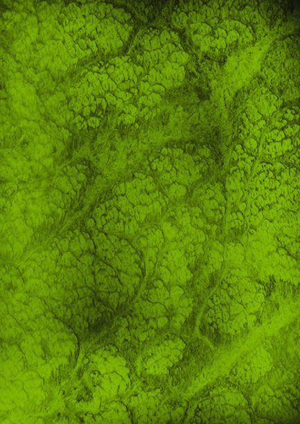 龙皮肤图片下载