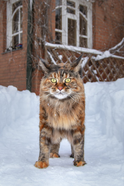 缅因猫走在雪堆之间的雪道上图片下载