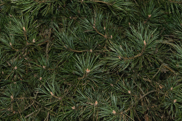 绿色背景基于低光下的松树枝。抽象结构图片下载