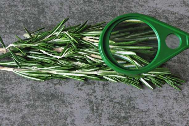 在放大镜下观察迷迭香。图片下载