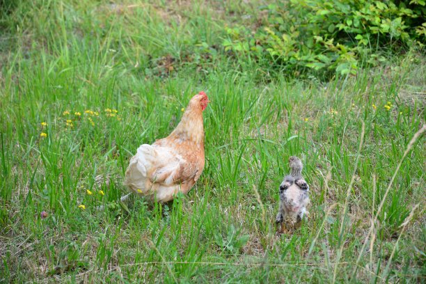 在克罗地亚，母鸡和小猫骄傲地穿过草地图片下载