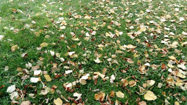 初秋来到了森林。石灰黄色的叶子和干燥的枫树种子落在草地上。这是一个美丽，明亮的天然地毯图片下载