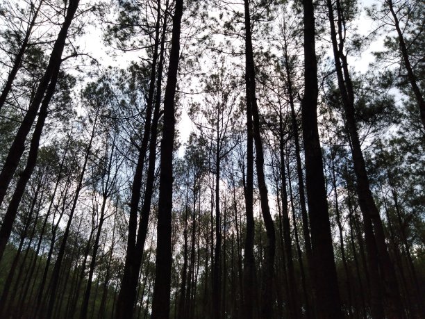 松林的树木图片下载