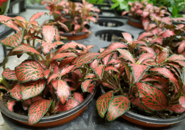 菲托尼亚·verschaffeltii Argyroneura最小粉红天使图片下载