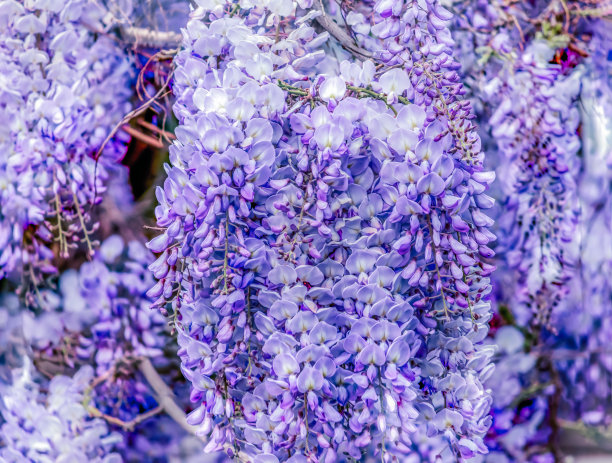 紫色中国紫藤素材图片