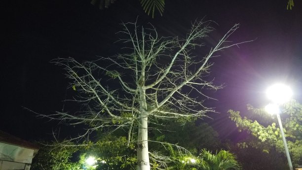 玛雅人的树图片下载