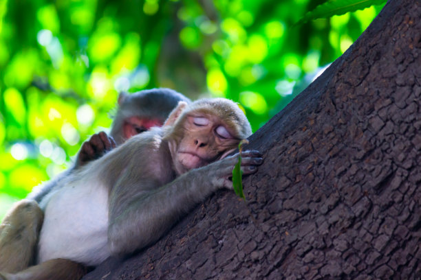 恒河猕猴猴图片下载
