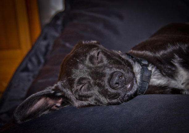 一只可爱的黑色小狗站在黑色的背景前图片下载