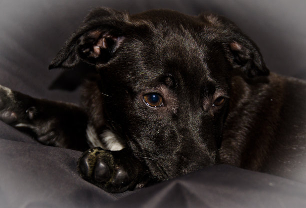 一只可爱的黑色小狗站在黑色的背景前图片下载
