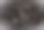 一只可爱的黑色小狗站在黑色的背景前图片下载
