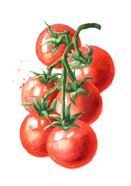 新鲜成熟的樱桃西红柿在树枝上。手绘水彩插图，孤立的白色背景图片下载