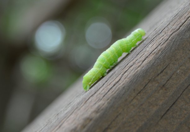 绿色的毛毛虫在木头上爬图片下载