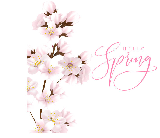 樱花背景和你好春天刻字。樱花模板。枝上有粉红色的花。图片下载