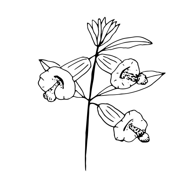 芝麻花，矢量插图，剪辑艺术，手绘，素描图片下载