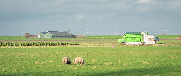 球芽甘蓝的收获图片下载