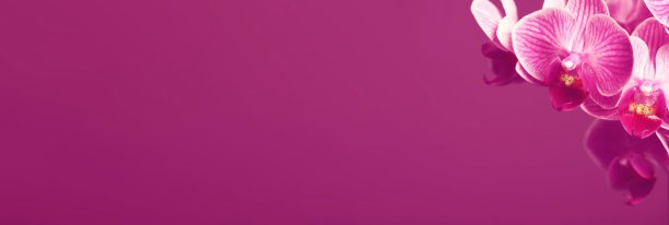 美丽的花朵图片下载