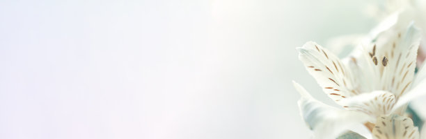 美丽的花朵图片下载