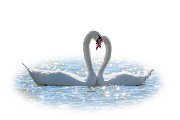 一对天鹅用他们的脖子形成一个心，孤立在白色的背景。一对白天鹅的交配游戏。天鹅在大自然的水面上游泳。情人节的背景图片下载
