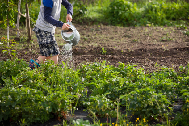 可爱的小男孩在花园里用喷壶浇植物。可爱的孩子帮助父母种蔬菜，玩得很开心。儿童户外活动。图片下载