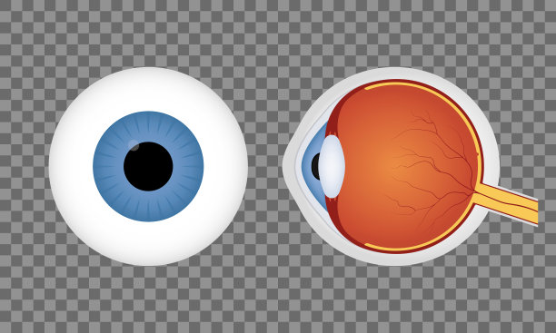 真实的人类眼球在透明的背景。蓝色的瞳孔。人眼的正面和侧面视图。向量图片下载