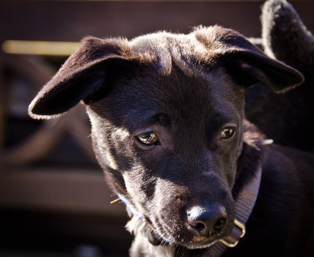 一只可爱的、令人敬畏的、可爱的黑色杂交小狗正在放松图片下载