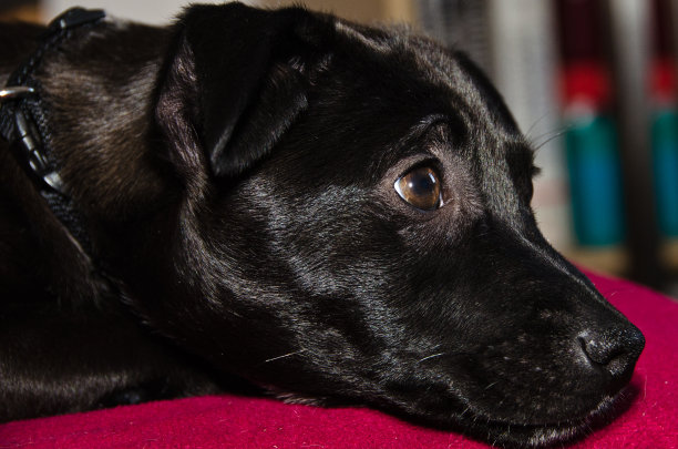 一只可爱的、令人敬畏的、可爱的黑色杂交小狗正在放松图片下载