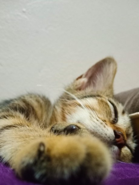 瞌睡猫-小猫图片下载