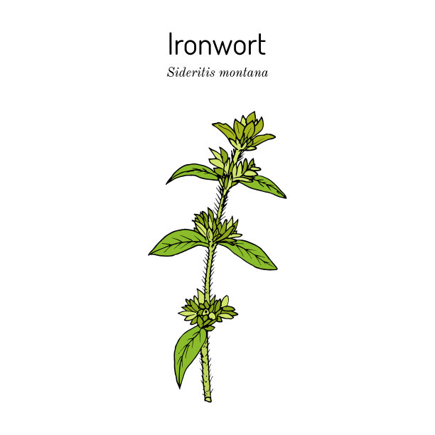 蒙大拿铁蒺藜或山茶图片下载