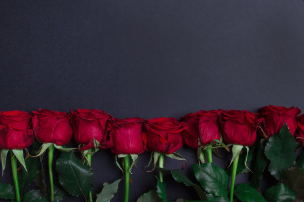 黑色背景右侧有红玫瑰，留有空白图片下载