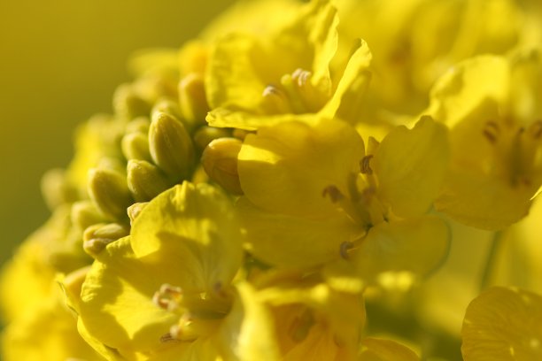 油菜花图片下载