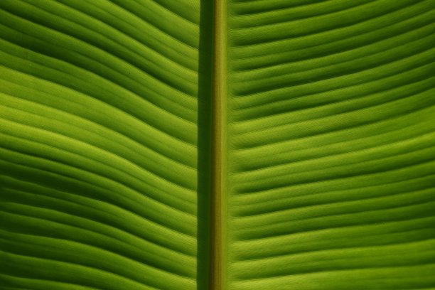 香蕉叶子纹理图片下载