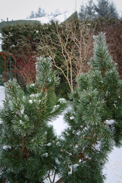 冬天，山松在园中图片下载