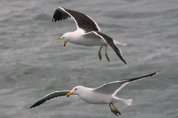 南非干斯拜海域的巨藻海鸥图片下载