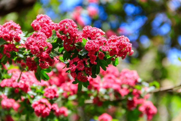 美丽的粉红色山楂花在春天图片下载