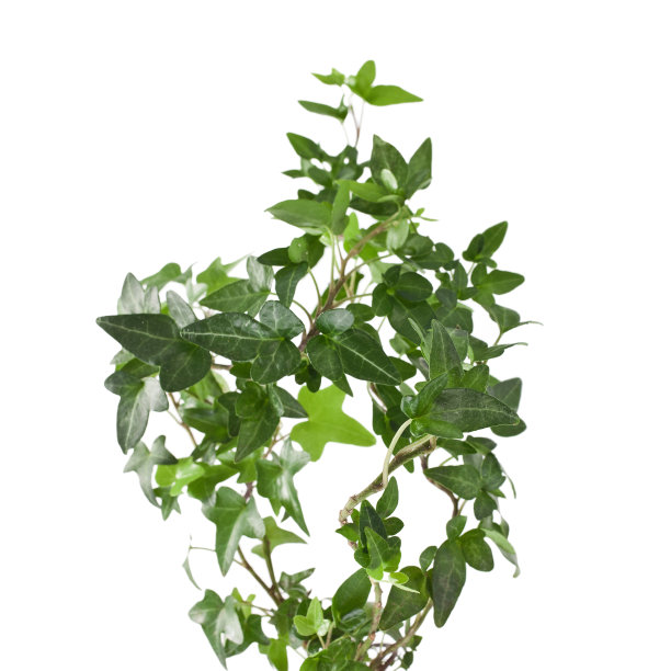 绿色常青藤植物(Hedera helix)图片下载