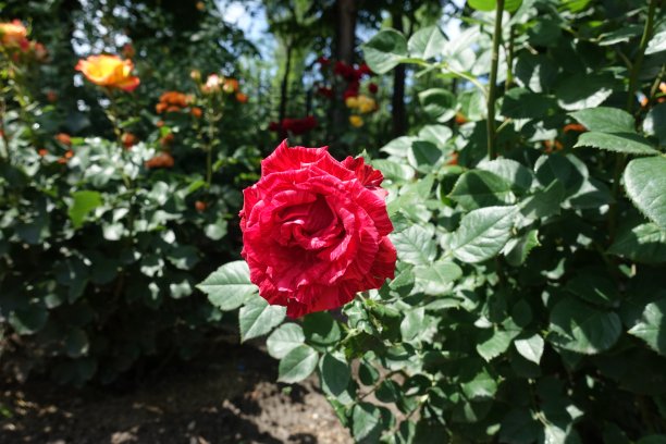 六月玫瑰的绿叶和条纹红花图片下载