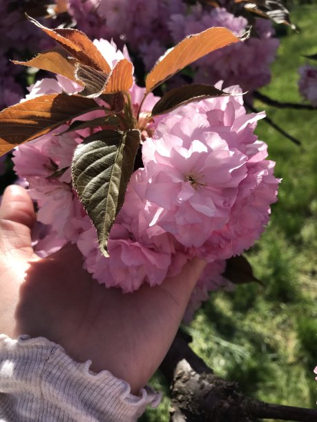 樱花的花图片下载