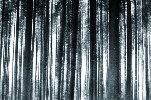 模糊梦幻的树干在森林中运动模糊图片下载