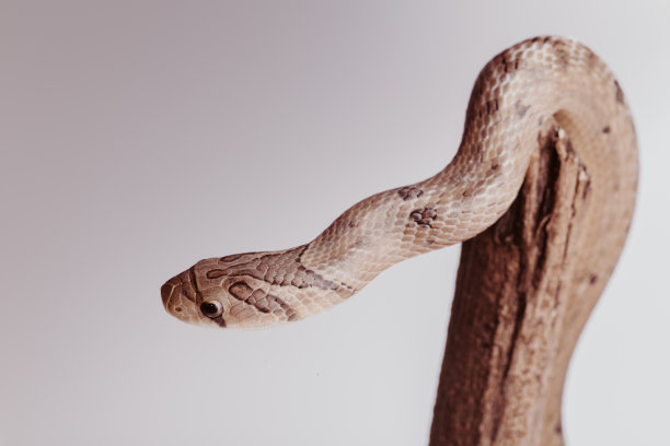 白色背景上的一条蛇图片下载