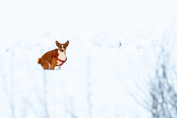 狗狗在冬天的雪地里蹲着散步。狗的消化问题，厕所图片下载