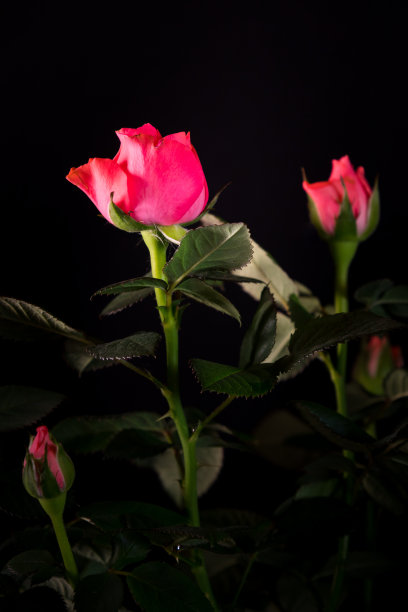 一束美丽的玫瑰特写在一个黑色的背景图片下载