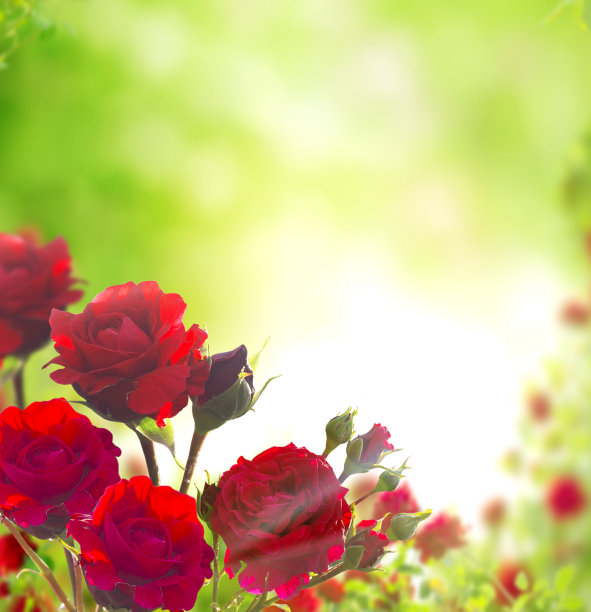美丽的红玫瑰背景图片下载