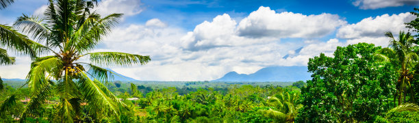 印度尼西亚巴厘岛美丽的丛林森林图片下载