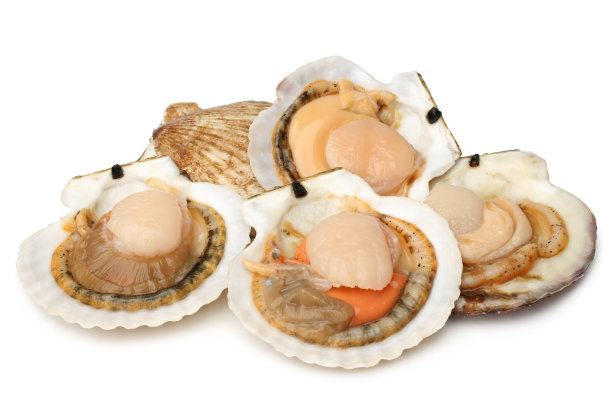 生的扇贝图片下载