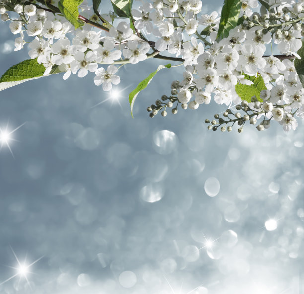 春天的背景图片下载