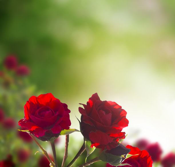 美丽的红玫瑰背景图片下载