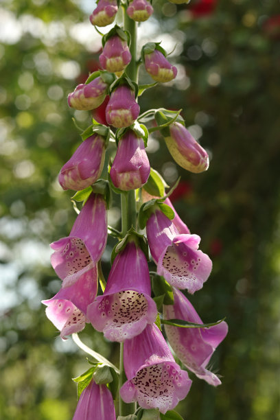 野地黄花，地黄紫色，绿色背景上的一朵花。图片下载