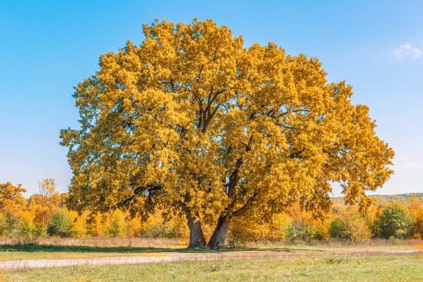 在一片覆盖着青草和小灌木的大空地上，生长着一棵枝繁叶茂的橡树，它已经有很多年的历史了图片下载