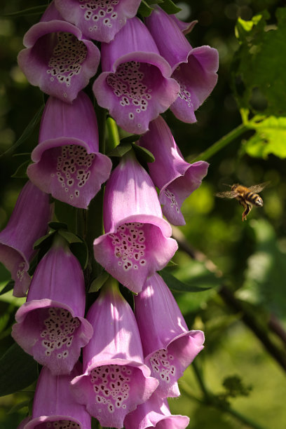 野地黄花，地黄紫色，绿色背景上的一朵花。图片下载